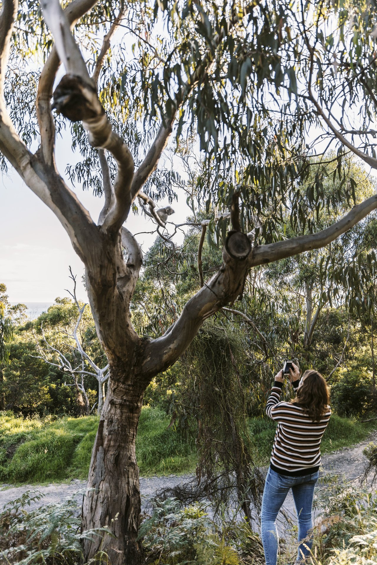 Otways | Discover and plan your next escape to The OtwaysKennett River Wildlife Walk - Otways